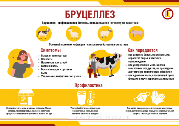 Профилактика заболевания бруцеллёзом.