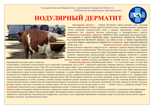 Информация.Нодулярный дерматит.