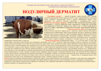 Информация.Нодулярный дерматит.