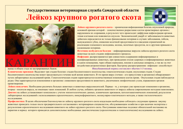 Приказ об установлении ограничительных мероприятий (карантина) по лейкозу в п.Менжинский
