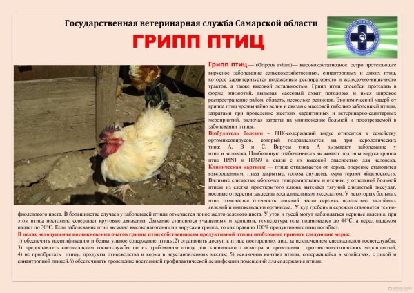 Внимание! Заболевание животных и птиц.