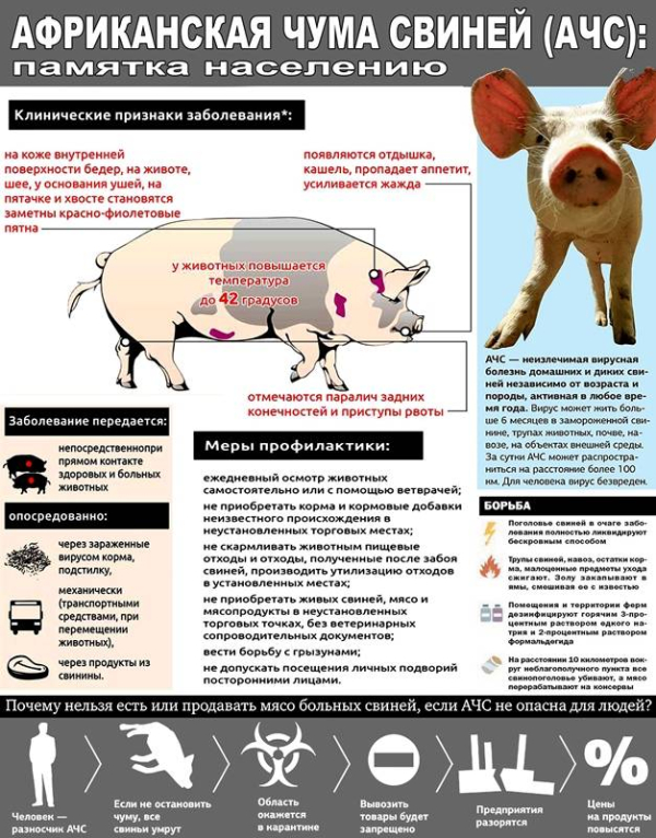 АФРИКАНСКАЯ ЧУМА СВИНЕЙ.