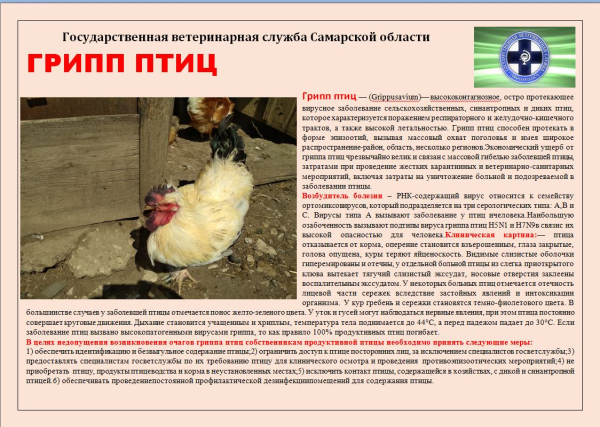 Памятка по профилактике гриппа птиц.