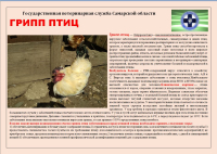 Памятка по профилактике гриппа птиц.