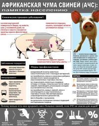 Внимание! Африканская чума свиней